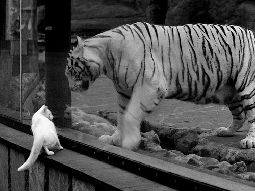 国家女篮赛前封闭集训注重体能和节奏管理，女篮集训名单